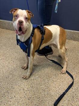 American Bulldog Dogs Available for Adoption in Doral, Florida - MR.WIGGLE PANTS | PetCurious