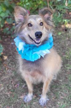 Zeke -  Collie and Saluki Dog for Adoption in Vernon, Texas - Zeke | PetCurious