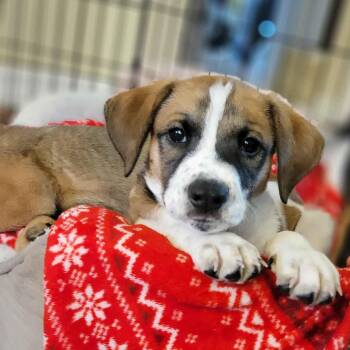 Lance -  Retriever and Hound Dog for Adoption in Minneapolis, Minnesota - Lance | PetCurious