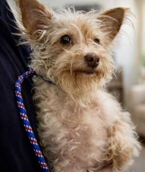 Yorkie Poo Dogs Available for Adoption in Tifton, Georgia - Petie | PetCurious