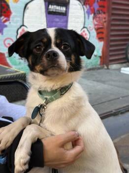 Handsome -  Pekingese and Terrier Dog for Adoption in New York, New York - Handsome | PetCurious