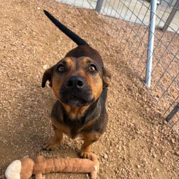 Lemon KCAC #478.26 -  Mixed Breed Dog for Adoption in Kerrville, Texas - Lemon KCAC #478.26 | PetCurious