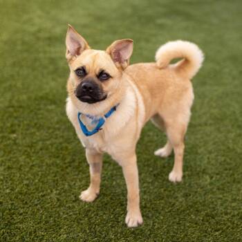 Zizi -  Pug and Chihuahua Dog for Adoption in Palm Springs, California - Zizi | PetCurious