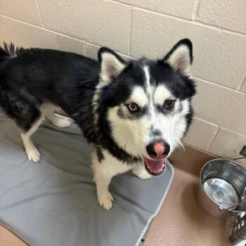 Sica -  Husky Dog for Adoption in Reno, Nevada - Sica | PetCurious