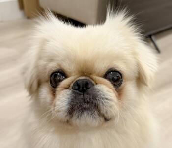 Pekingese Dogs Available for Adoption - Louie | PetCurious