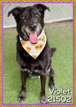 VIOLET (also see BOGIE) -  Labrador Retriever Dog for Adoption in Marietta, Georgia - VIOLET (also See BOGIE) | PetCurious