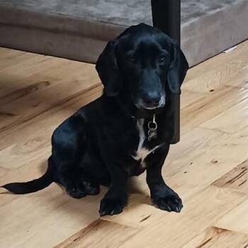 Rescue Basset Hound and Labrador Retriever Dogs for Adoption in Port Barrington, Illinois - Buddy | PetCurious