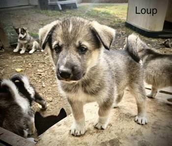Rescue Husky Dogs for Adoption in Sainte-Marguerite-du-Lac-Masson, Quebec - Lou | PetCurious