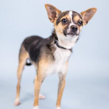 Coco -  Chihuahua Dog for Adoption in Portland, Oregon - Coco | PetCurious