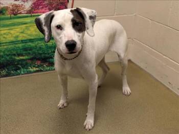Rescue Pointer and Mixed Breed Dogs for Adoption in Moreno Valley, California - A545675 | PetCurious