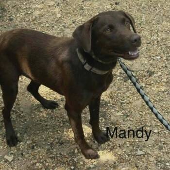 Mandy -  Labrador Retriever Dog for Adoption - Mandy | PetCurious