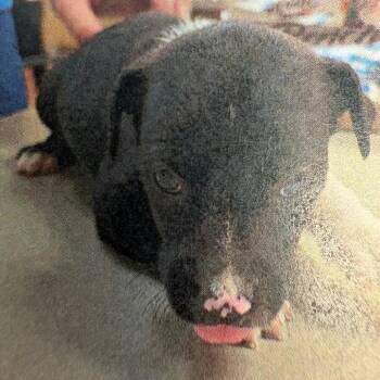 Black Labrador Retriever and Shepherd Dogs Available for Adoption in Royse City, Texas - Female 1 | PetCurious