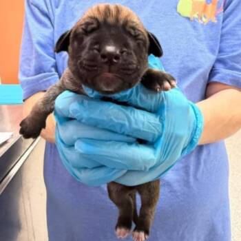 Mixed Breed Dogs Available for Adoption - Rose Pup - Tito | PetCurious