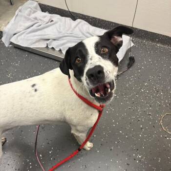 Cooper -  Mixed Breed Dog for Adoption in Columbiana, Alabama - Cooper | PetCurious