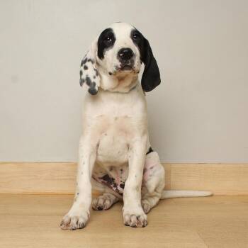 Pointer and Beagle Dogs Available for Adoption - Orpheus D68453 | PetCurious