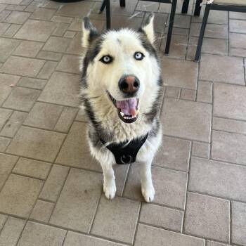 Chula -  Husky Dog for Adoption in Arvada, Colorado - Chula | PetCurious