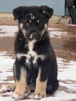 Australian Shepherd and Retriever Dogs Available for Adoption - Dan G