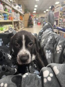 Pit Bull Terrier and Mixed Breed Dogs Available for Adoption - Ilia (Maira’s Munchkins 2026 MALE) | PetCurious