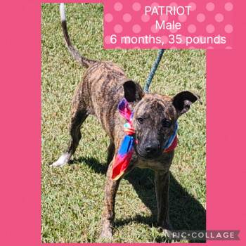 Rescue Mixed Breed Dogs for Adoption in New Iberia, Louisiana - Patriot | PetCurious