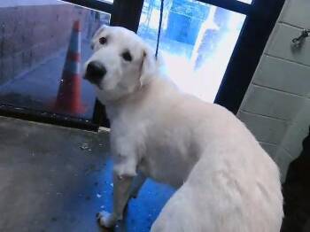 Great Pyrenees and Mixed Breed Dogs Available for Adoption in Tulsa, Oklahoma - CLOVER | PetCurious