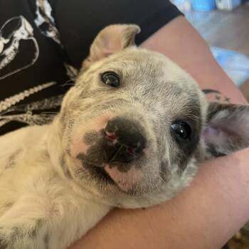 Trigger (Rex) -  Cattle Dog and Mixed Breed Dog for Adoption in Webster, Texas - Trigger (Rex) | PetCurious