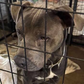 Larkin * -  Pit Bull Terrier and Mixed Breed Dog for Adoption in Wadena, Minnesota - Larkin * | PetCurious