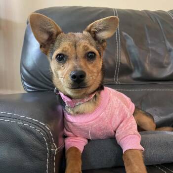 Terrier and Chihuahua Dogs Available for Adoption in Raleigh, North Carolina - Lupita | PetCurious