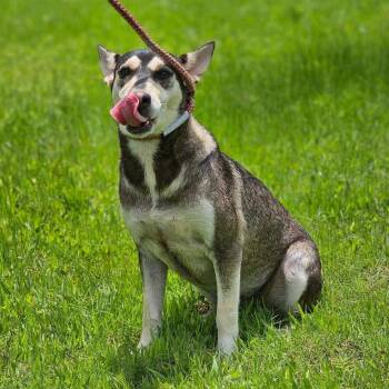 Rescue Husky Dogs for Adoption in Washington Court House, Ohio - Winifred | PetCurious