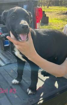 Shepherd and Rottweiler Dogs Available for Adoption in El Dorado, Arkansas - Charlotte | PetCurious