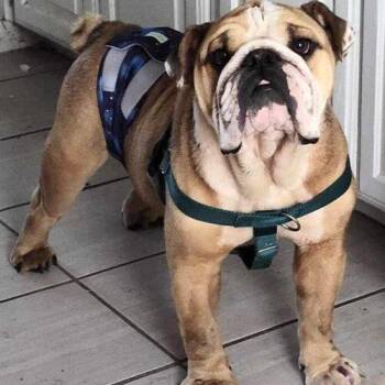 Rupert E. Bear -  English Bulldog Dog for Adoption in Austin, Texas - Rupert E. Bear | PetCurious