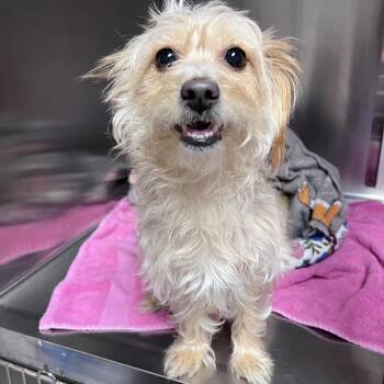 Queenie (Princess) -  Yorkshire Terrier and Mixed Breed Dog for Adoption - Queenie (Princess) | PetCurious