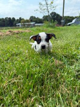 Marlon (Lime Green) -  Mixed Breed Dog for Adoption in Russellville, Kentucky - Marlon (Lime Green) | PetCurious