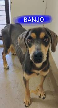 BANJO -  Coonhound Dog Available for Adoption in Saint Jo, Texas - BANJO | PetCurious
