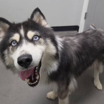 Fluffy -  Siberian Husky Dog for Adoption in Normal, Illinois - Fluffy | PetCurious