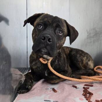 Mastiff and Boxer Dogs Available for Adoption - Spud | PetCurious