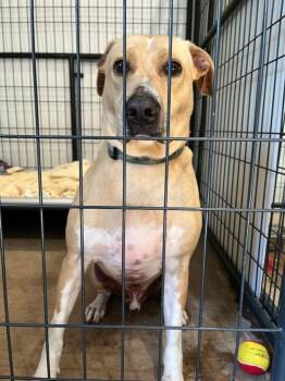 Ed -  Labrador Retriever and Mixed Breed Dog Available for Adoption in Ashland, Wisconsin - Ed | PetCurious