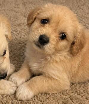 Goldendoodle and Miniature Poodle Dogs Available for Adoption in Cerritos, California - Beemer | PetCurious