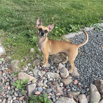 Sophia -  Chihuahua and Chiweenie Dog for Adoption in Winter, Wisconsin - Sophia | PetCurious