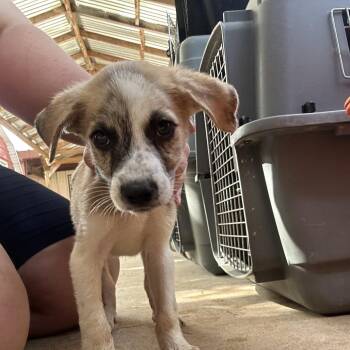 Zebra Cake P6 -  Mixed Breed Dog for Adoption in Leander, Texas - Zebra Cake P6 | PetCurious