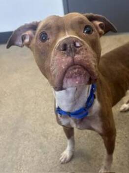 Lui -  Pit Bull Terrier Dog for Adoption in Cleveland, Ohio - Lui | PetCurious
