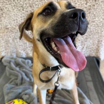 Lemon -  Boxer and Mixed Breed Dog for Adoption in Glendale, Arizona - Lemon | PetCurious