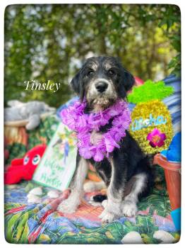 Goldendoodle and Husky Dogs Available for Adoption in Sebring, Florida - Tinsley | PetCurious