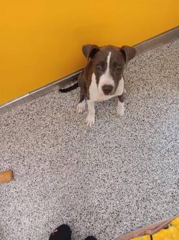 Mixed Breed Dogs Available for Adoption in Palmetto, Florida - AGAVE | PetCurious