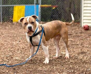 American Bulldog Dogs Available for Adoption in Oakville, Ontario - Hercules | PetCurious