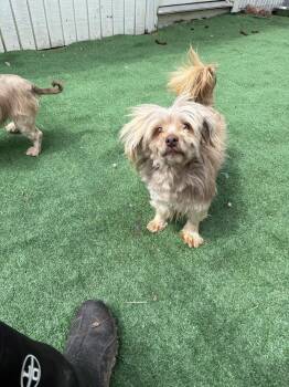 Havanese Dogs Available for Adoption in Waterloo, Illinois - Mia | PetCurious