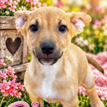 Pip -  Labrador Retriever and Mixed Breed Dog for Adoption in Grand Junction, Colorado - Pip | PetCurious