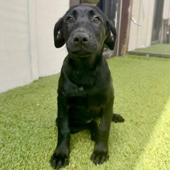 Hope Solo 2922 -  Labrador Retriever and Mixed Breed Dog for Adoption in Loxahatchee Groves, Florida - Hope Solo 2922 | PetCurious