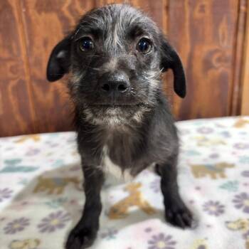 Pup 2 -  Wire Fox Terrier Dog for Adoption in Harlingen, Texas - Pup 2 | PetCurious