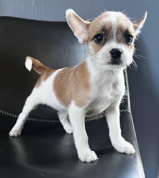 Terrier and Lhasa Apso Dogs Available for Adoption - Alani | PetCurious