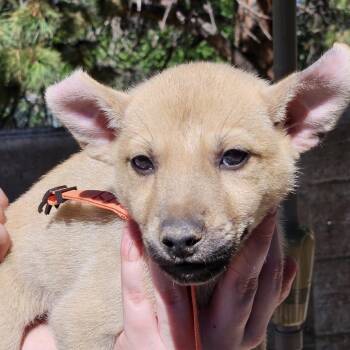 Cedar Lily -  German Shepherd Dog and Mixed Breed Dog for Adoption in Denver, Colorado - Cedar Lily | PetCurious